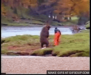 fight bear GIF Bear Attack